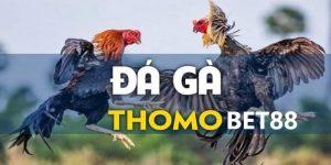 Đá Gà Thomo Bet88: Trải Nghiệm Gay Cấn Với Mỗi Trận Thi Đấu