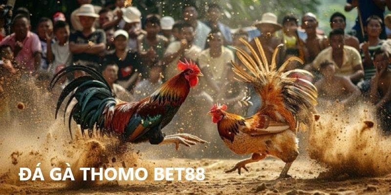 Kinh nghiệm chơi đá gà Thomo Bet88